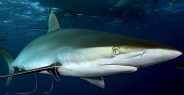 shark_silky_far_jar_h_0080_cub1357.jpg